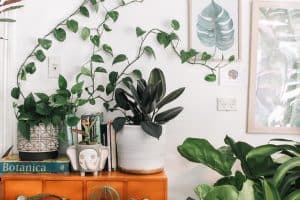 house plants and vocs