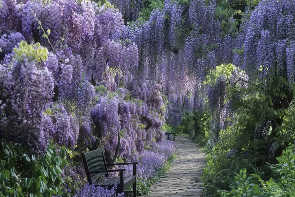 wisteria