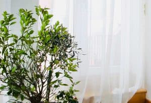 indoor air toxins with curtain