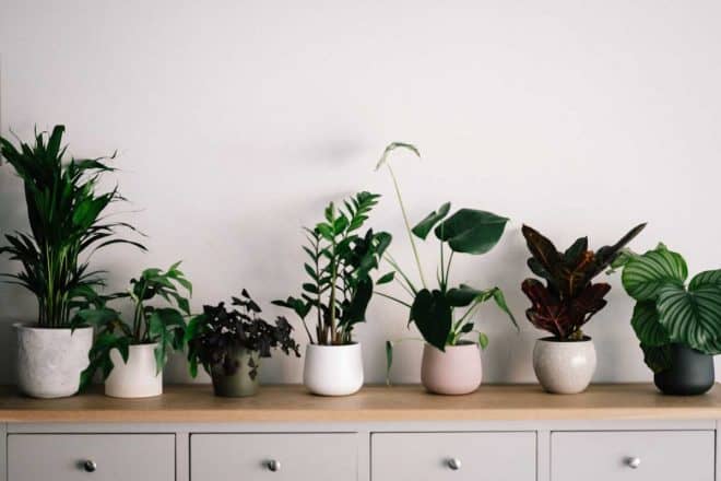 vocs houseplants